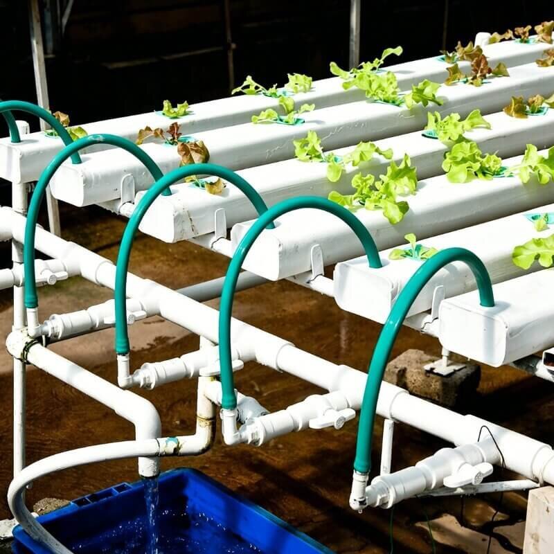 A commercial NFT hydroponic farm produces lettuce using an indoor vertical farming system.