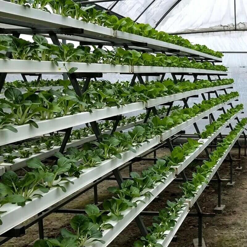 Rows of lettuce are cultivated in an NFT hydroponic system inside an indoor farming setup.