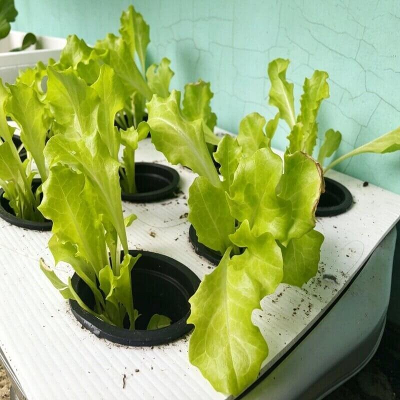 Wick system lettuce herbs indoor hydroponic growing