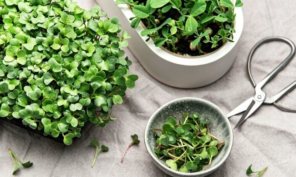 Kale microgreens resilient stable indoor hydroponic growth.
