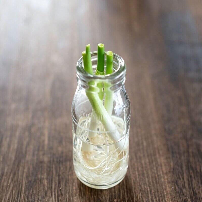 beginner kitchen hydroponic green onions in glass jar