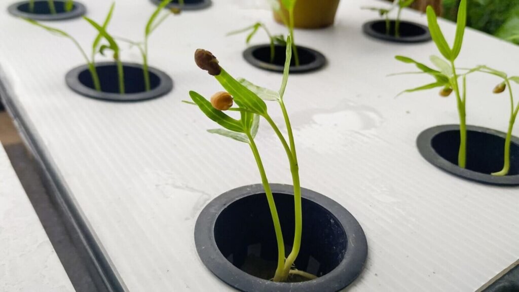 Low-maintenance hydroponic spinach growing indoors.