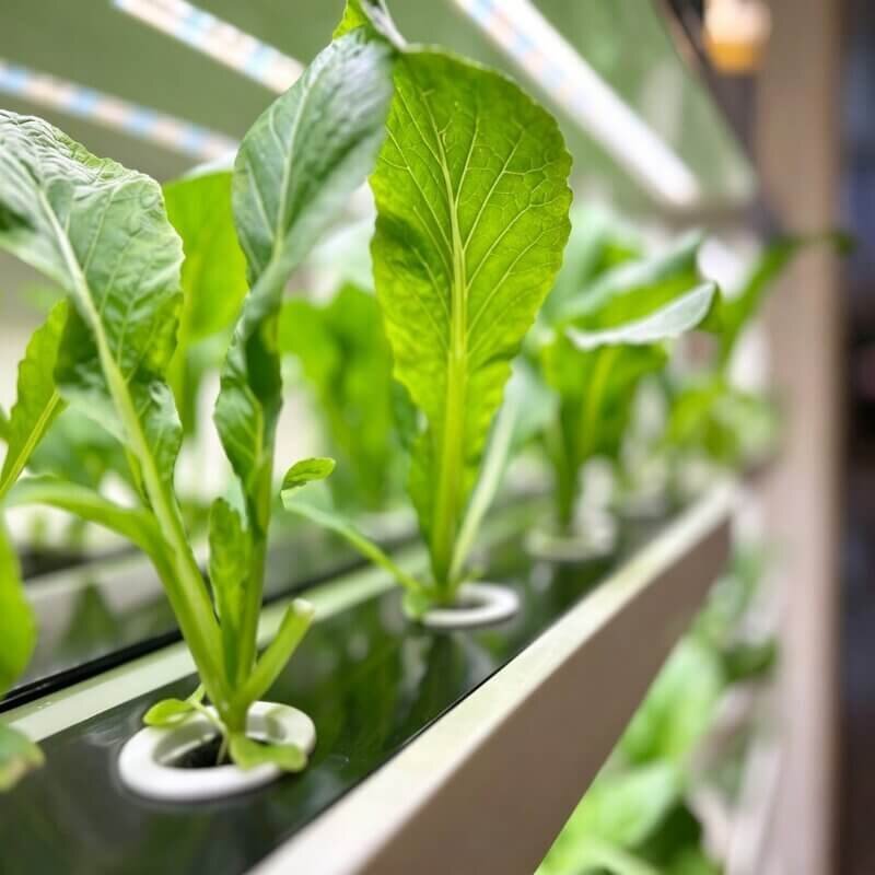 Healthy lettuce growing in a vertical hydroponic system for indoor farming