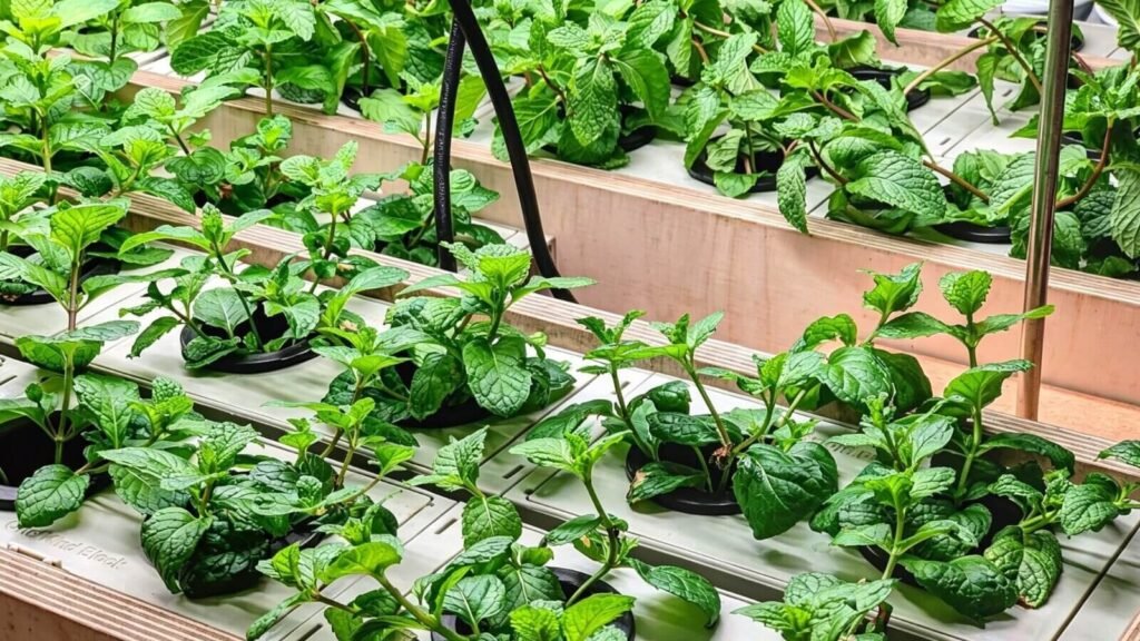 Lush mint growing in a home hydroponic garden.