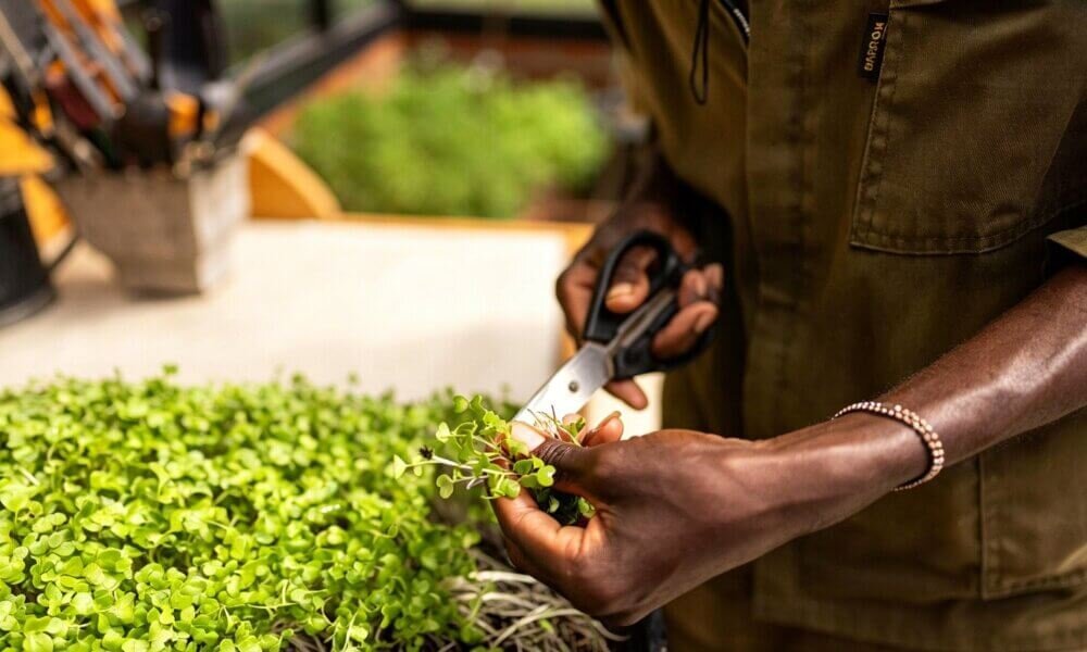 Microgreens even growth dense tray healthy hydroponic greens.