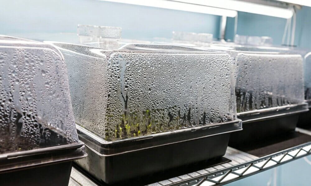 Microgreens dark germination synchronized sprouting hydroponic growth.