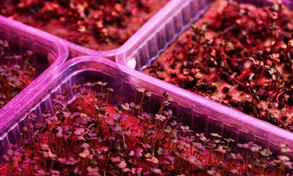 Microgreens close up hydroponic growing media healthy root growth.