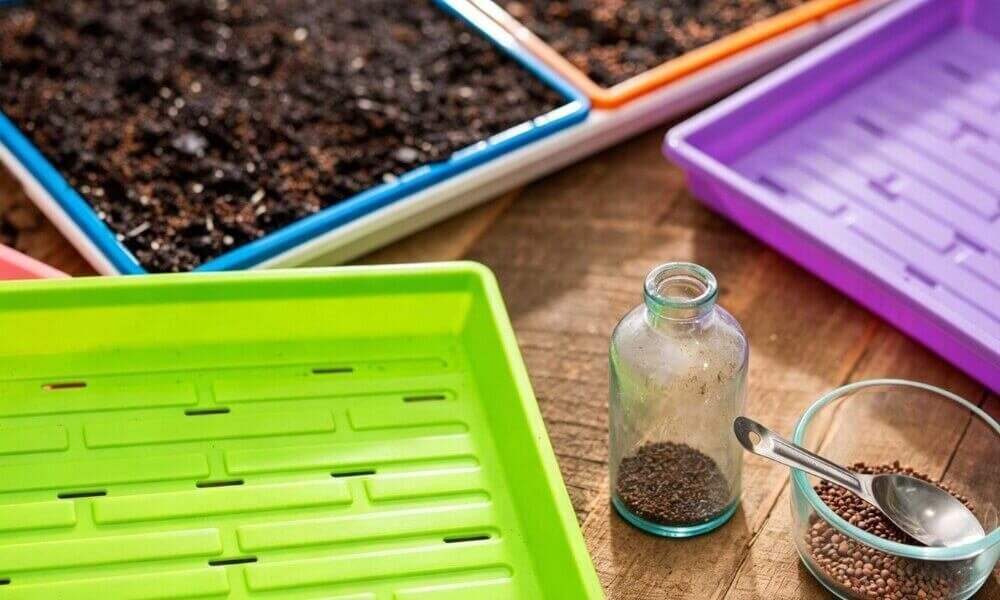 Microgreens seeding process close up balanced seed spacing.