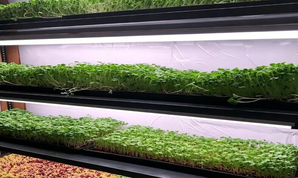 Microgreens under grow lights compact healthy growth.