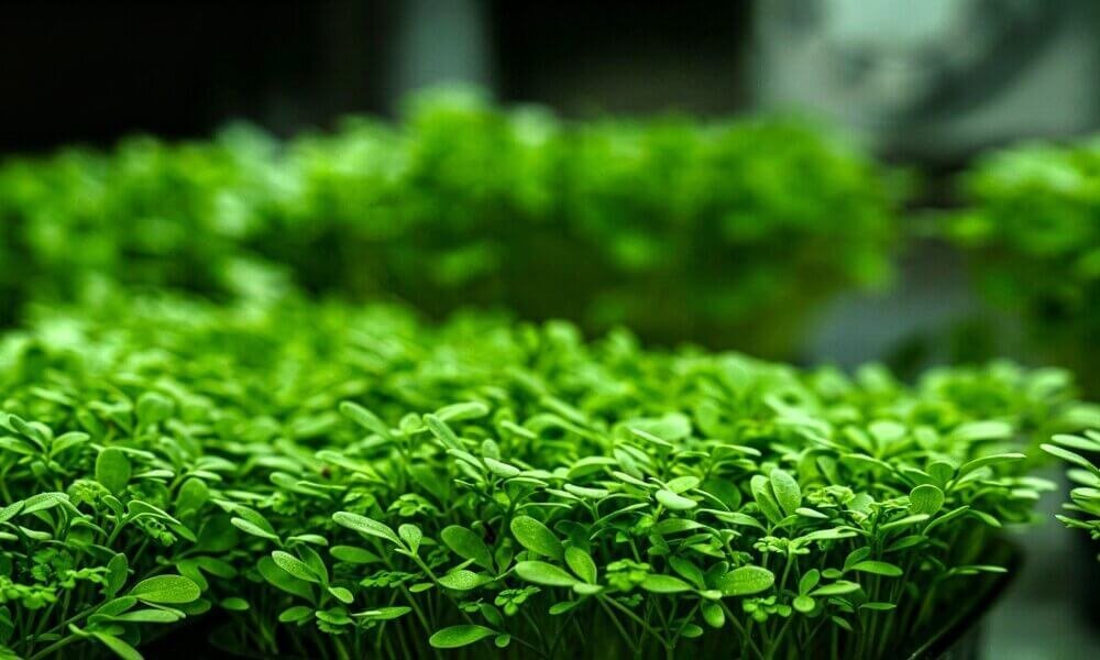 Microgreens even growth after blackout healthy hydroponic greens.