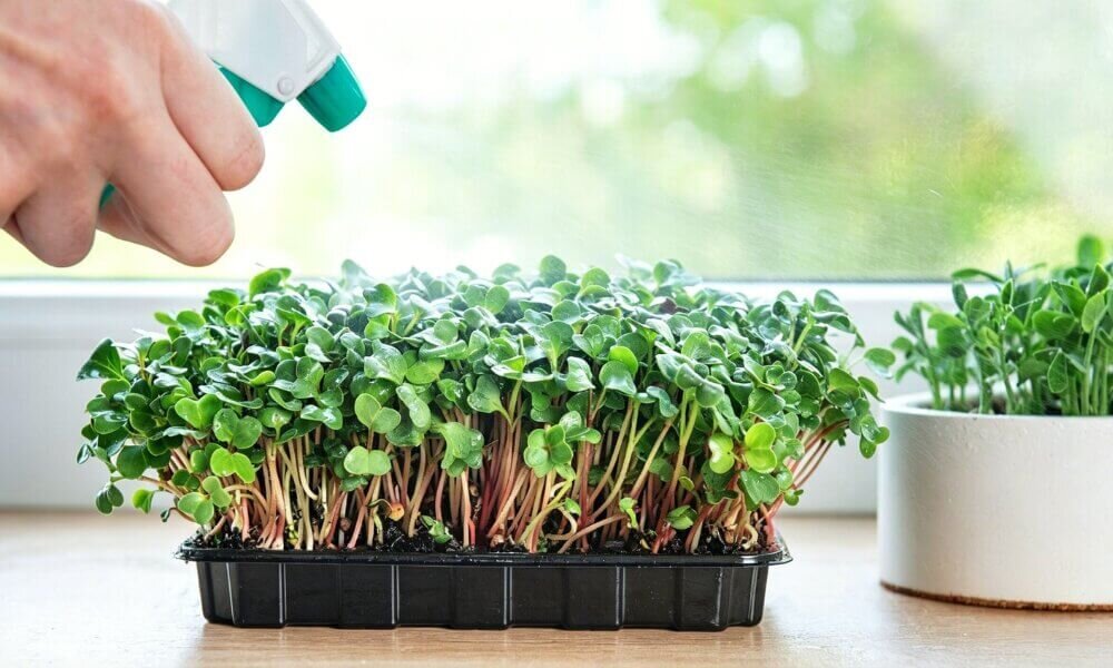 Microgreens water management healthy indoor hydroponic growth.