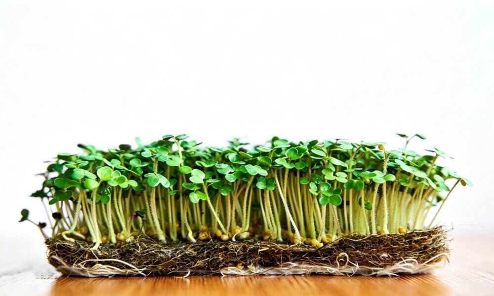 Mustard microgreens dense growth spicy flavor harvest ready.
