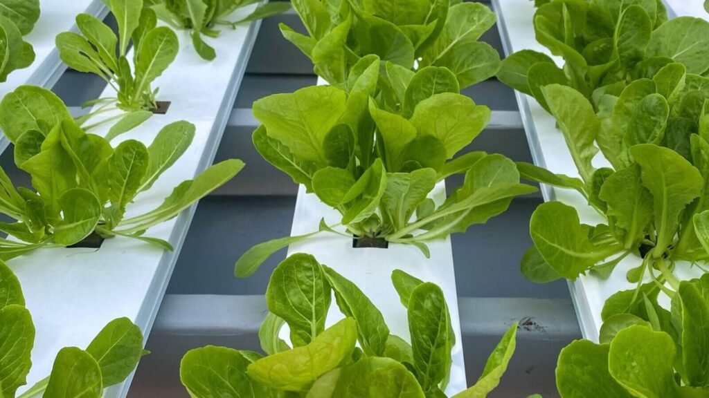 Hydroponic lettuce growing in an NFT system.