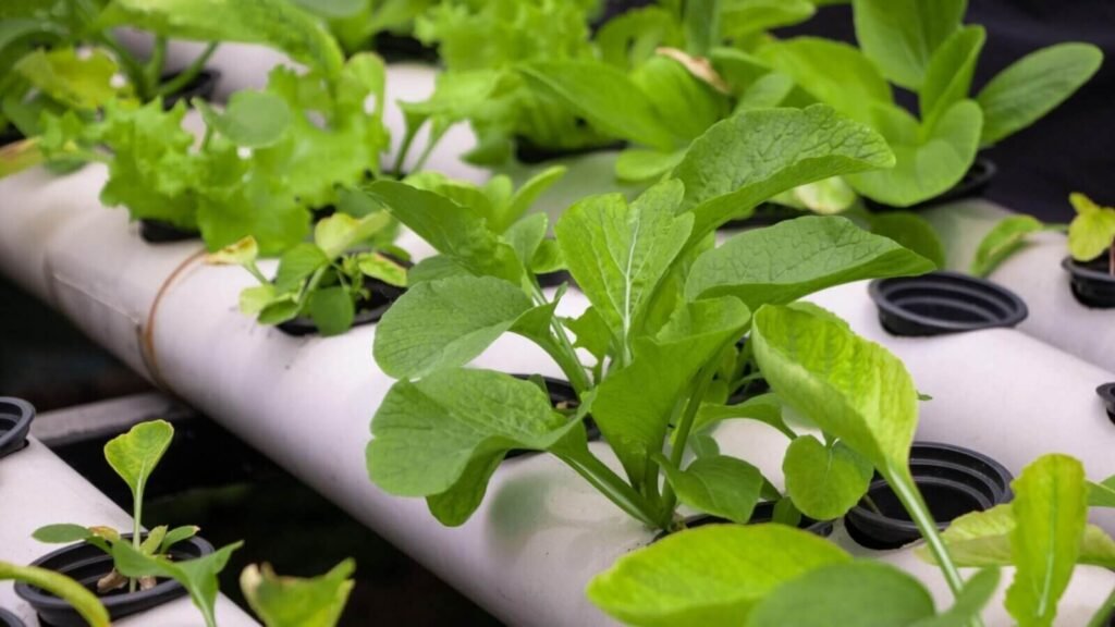 Hydroponic spinach growing in an NFT system.