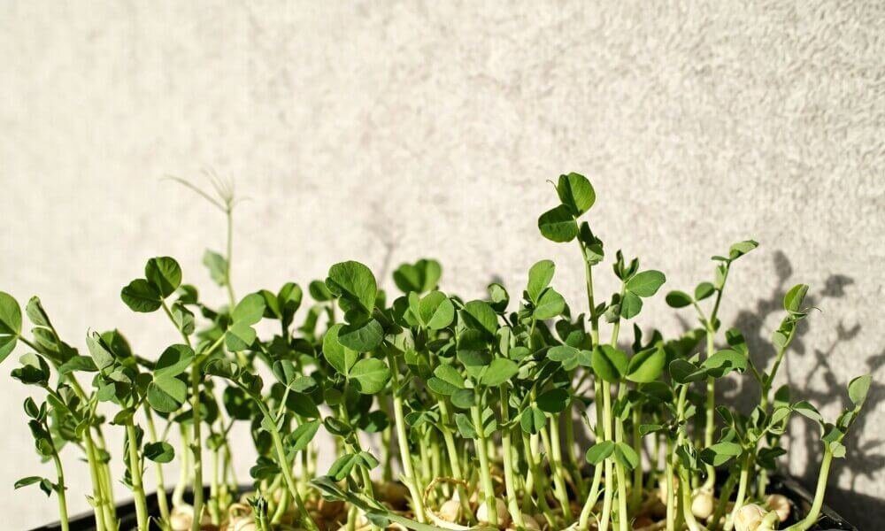 Pea shoots fresh green indoor hydroponic growth.
