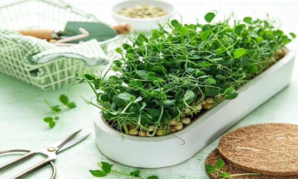 Pea shoots dense growth tender sweet flavor harvest ready.