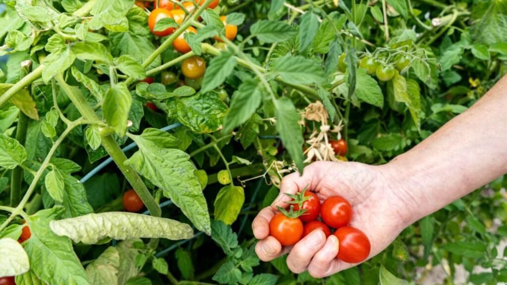 Picking ripe cherry tomatoes from a hydroponic plant.