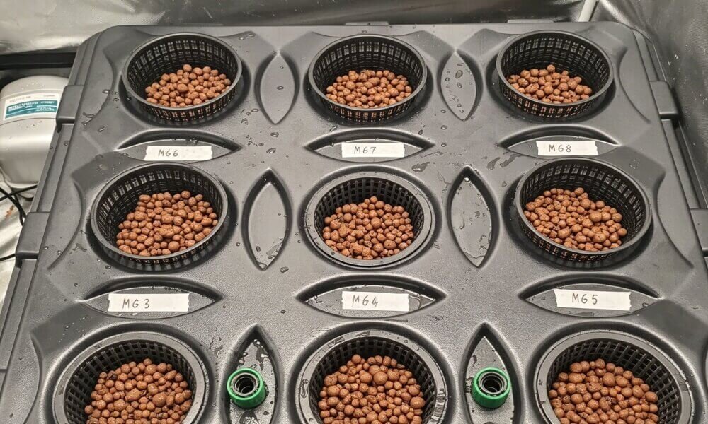 Prepared growing media hydroponic seed germination indoor farming.