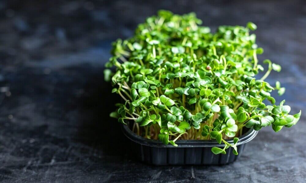 Radish microgreens dense growth consistent supply harvest ready.