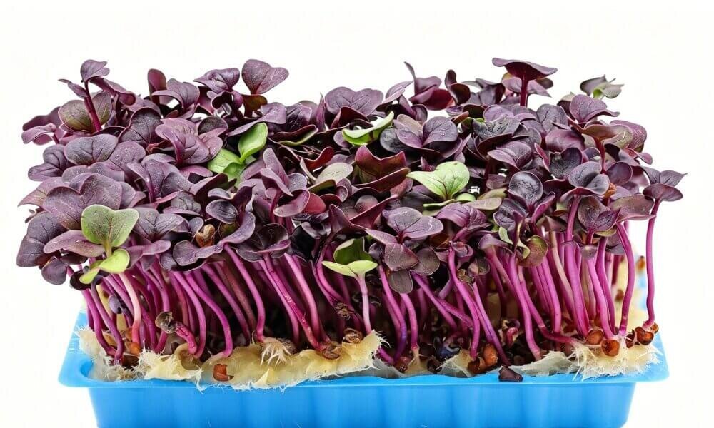Radish microgreens fast production indoor hydroponic farming.