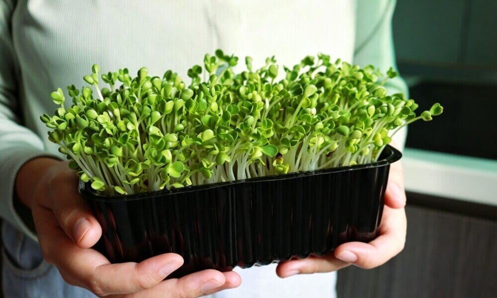 Radish microgreens dense growth strong flavor harvest ready.