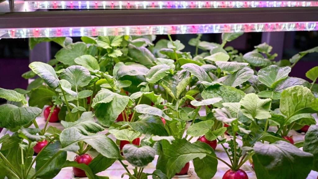 Radishes growing in a home hydroponic garden.