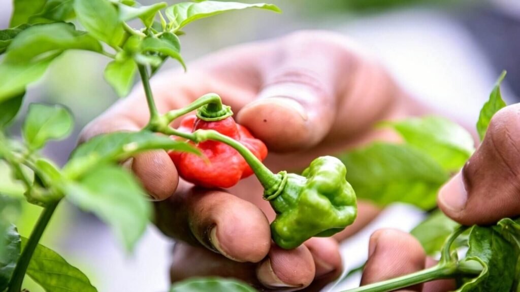 Close-up of chili peppers growing in a hydroponic greenhouse.