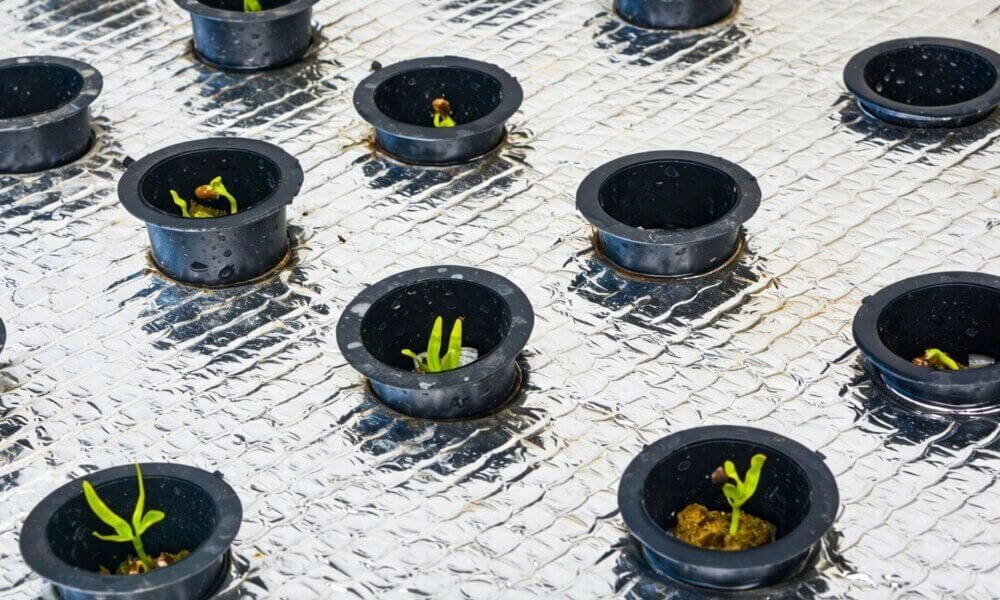 Rockwool hydroponic medium controlled root development indoor farming.