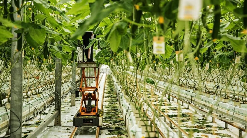 Cucumber plants growing in a hydroponic greenhouse.