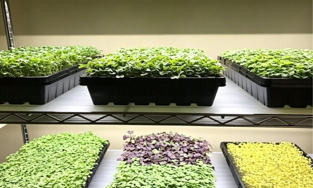 Seed quality consistent germination hydroponic microgreens growth.