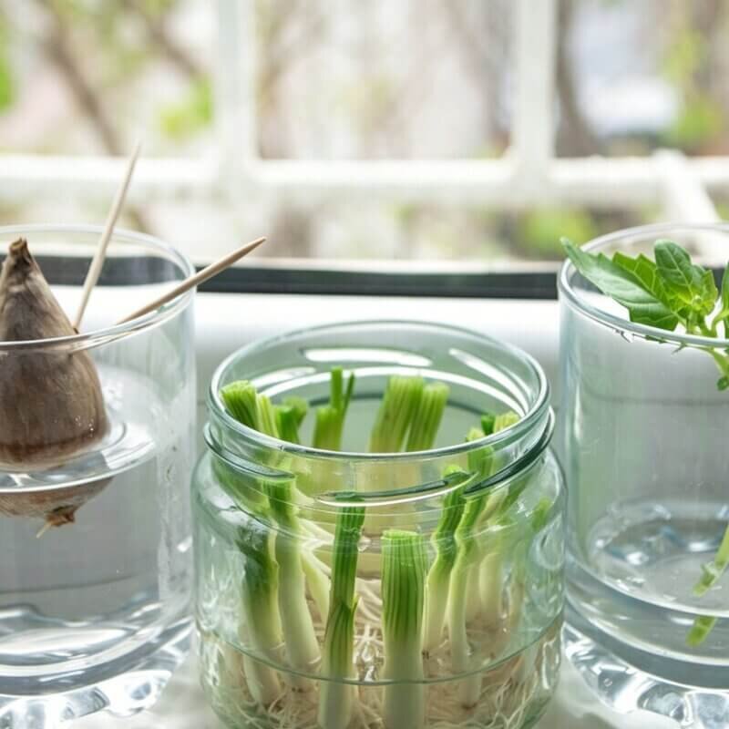 small indoor hydroponic herb setup for beginners