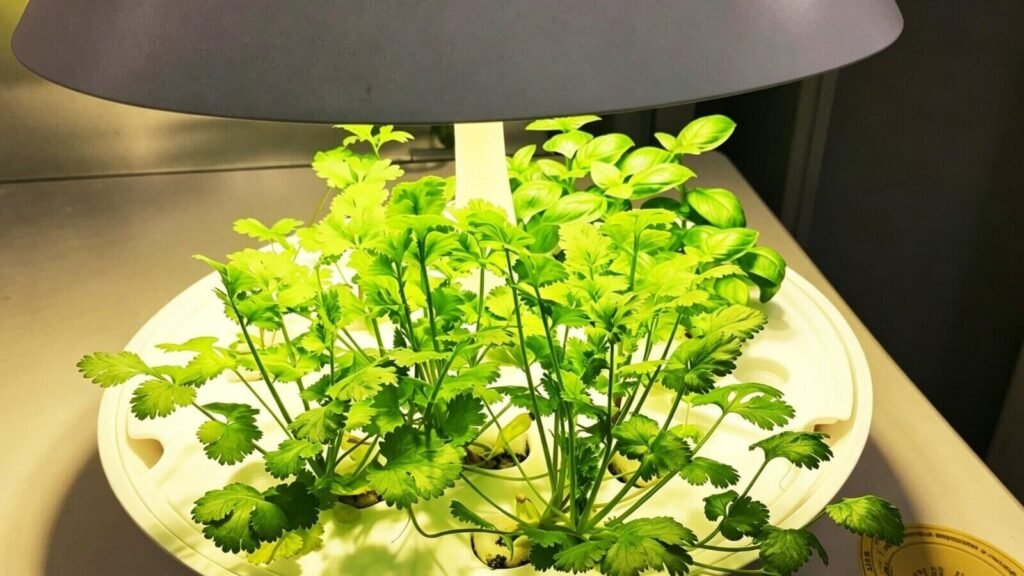Cilantro growing in a smart mini hydroponic garden.