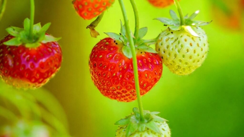 Close-up of ripe strawberries growing on a hydroponic plant.