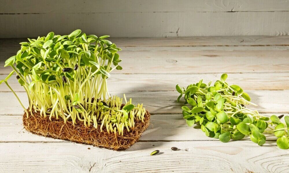 Sunflower microgreens dense growth popular demand harvest ready.