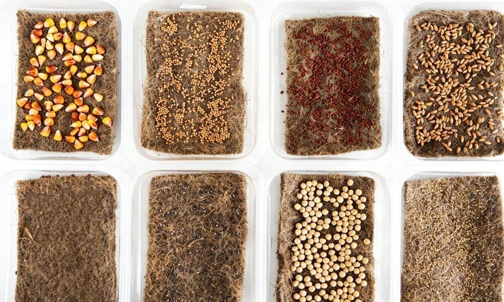 Variety seeds selection different types hydroponic planting preparation.