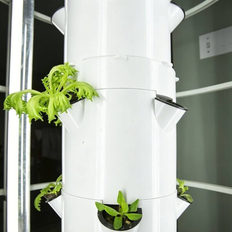 Vertical hydroponic tower for beginners growing leafy greens in a small indoor garden