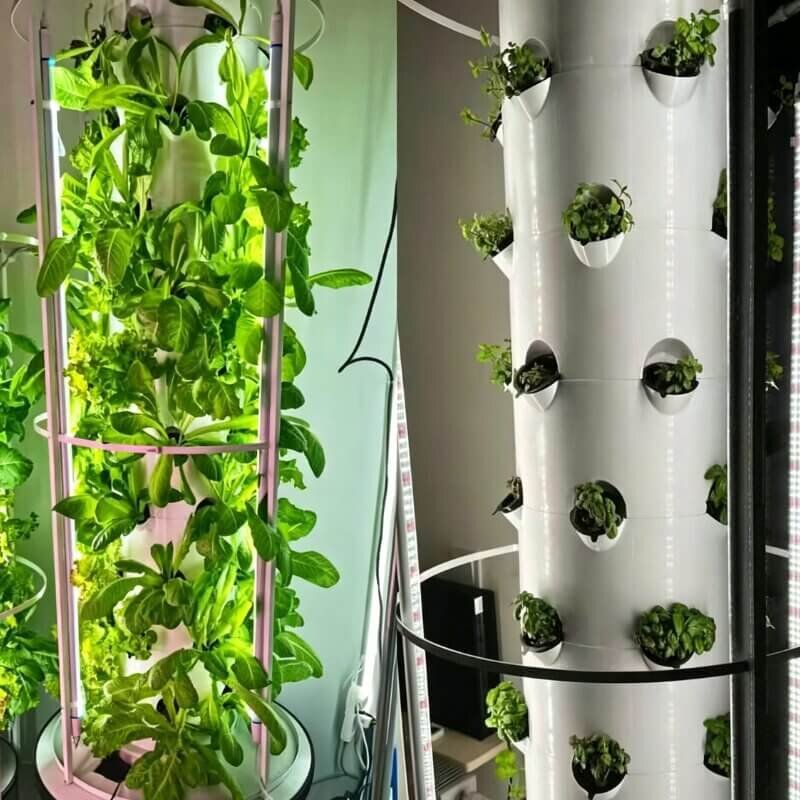 Vertical hydroponic tower growing leafy greens indoors