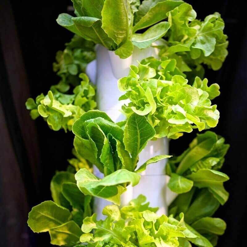 smart indoor hydroponic shelf growing fresh mint year round