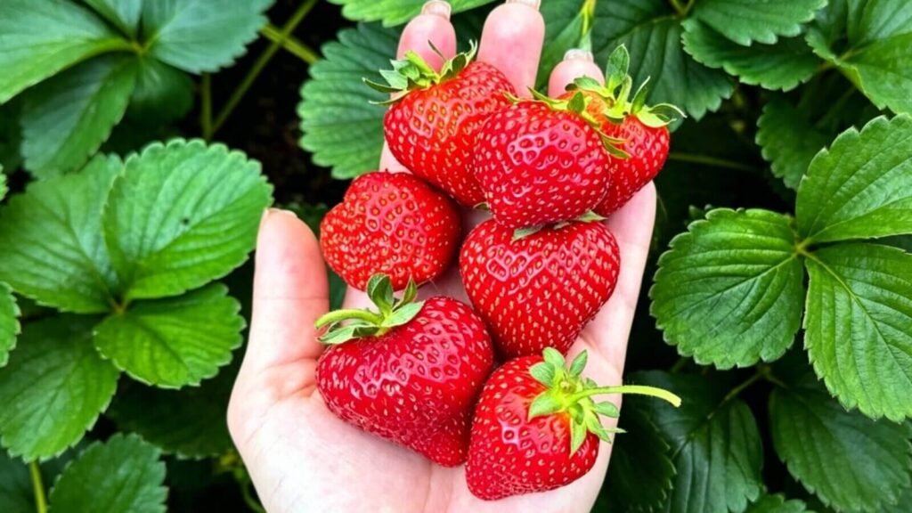 Albion hydroponic strawberry plants growing in a controlled indoor system.