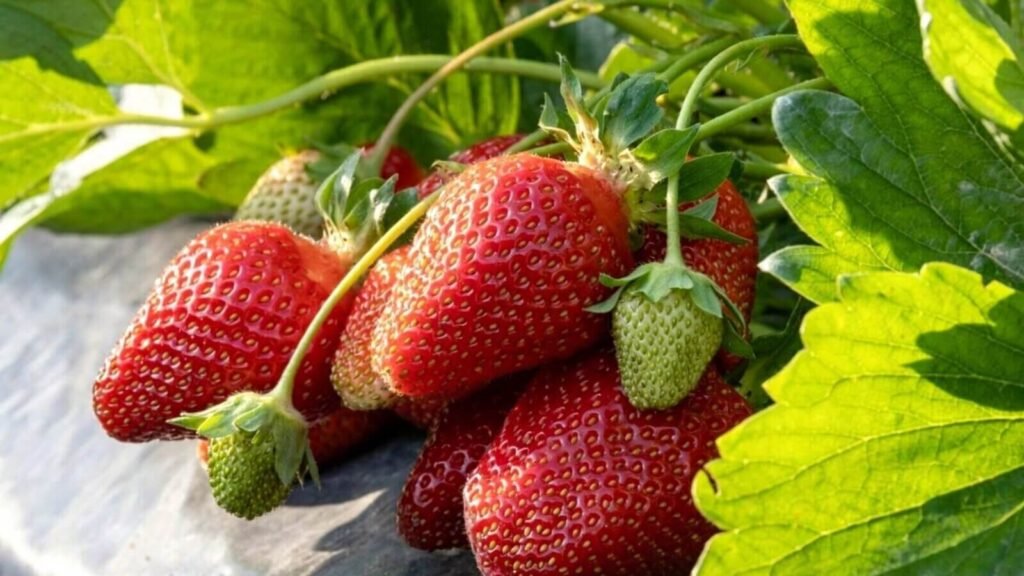 ripe Albion strawberries growing in hydroponic fruiting stage.