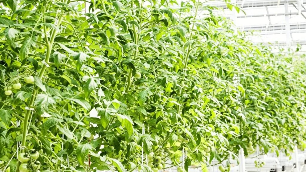 Commercial greenhouse used for large-scale hydroponic crop production.