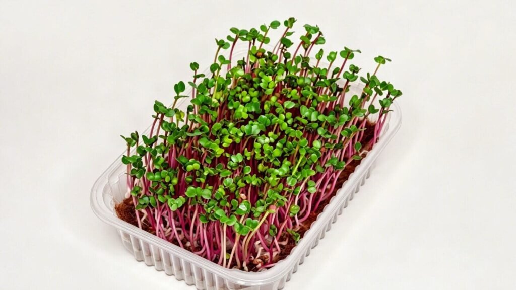 hydroponic radish microgreens indoor farming sprouts growing tray.