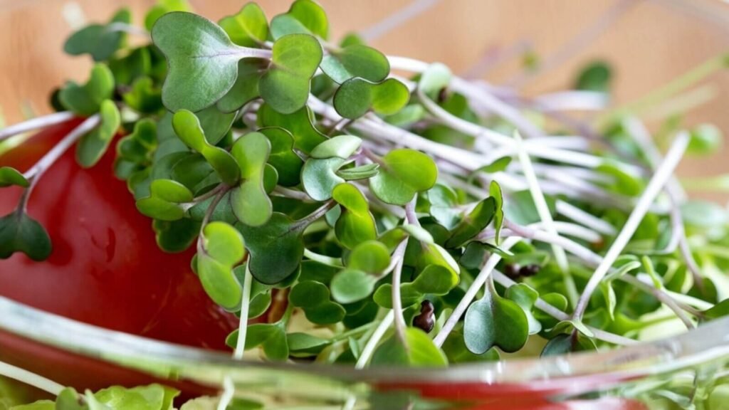 kale microgreens macro antioxidant rich nutrient dense greens.