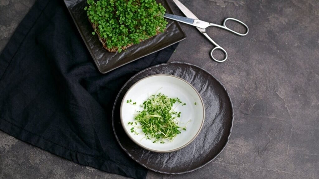 kale microgreens salad superfood antioxidant rich healthy greens.