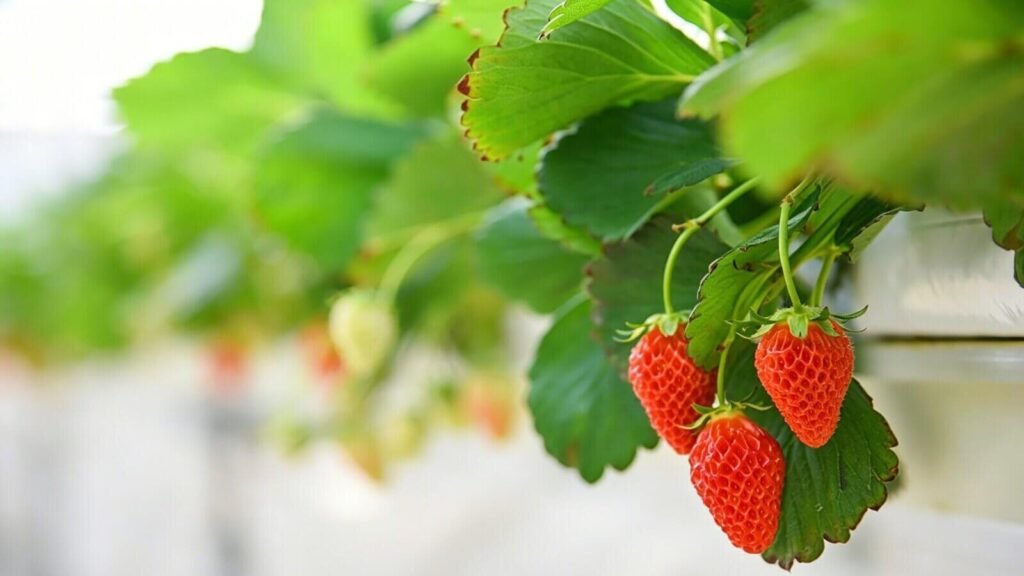 hydroponic greenhouse system growing San Andreas and Monterey strawberries.