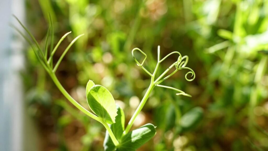 pea shoots macro fresh green tendrils microgreens nutrition.