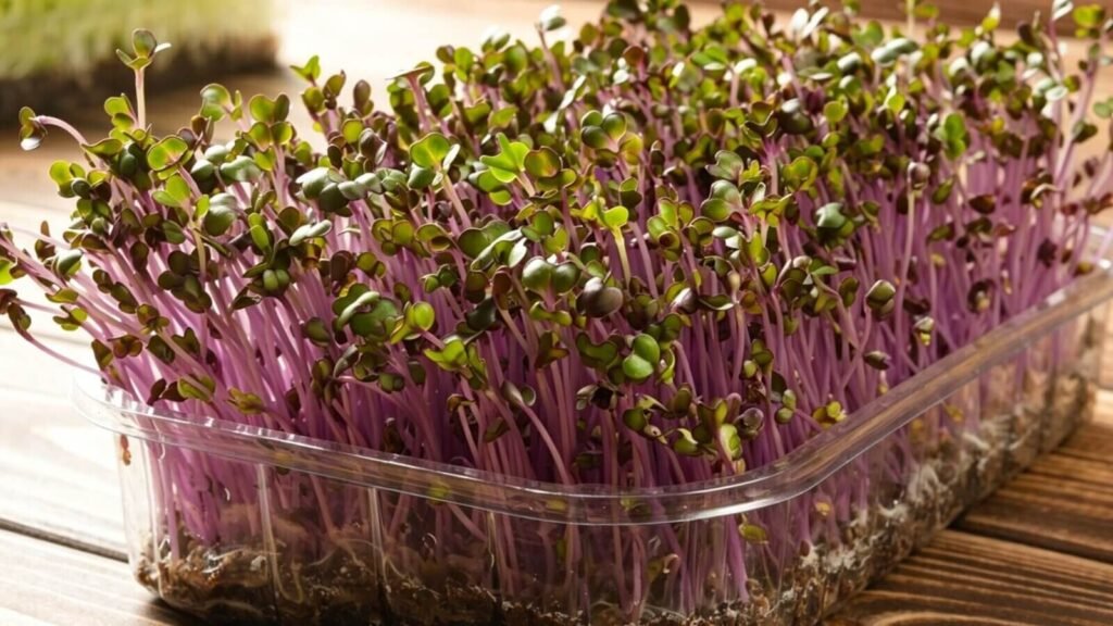 Red cabbage microgreens hydroponic tray vitamin C superfood.