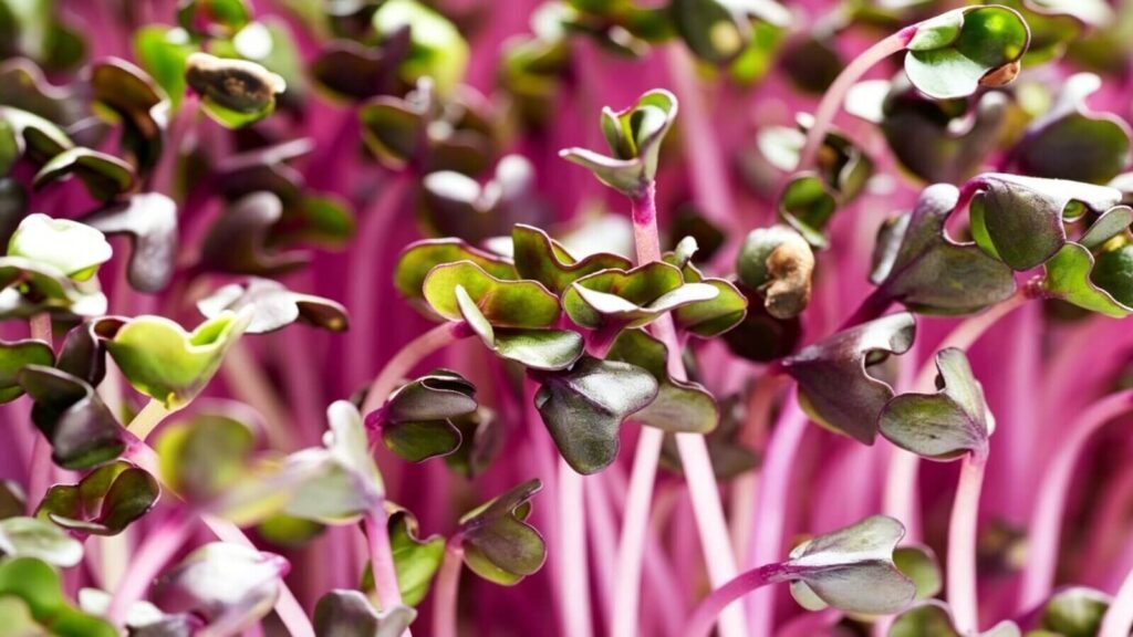lush red cabbage microgreens dense growth anthocyanins superfood.