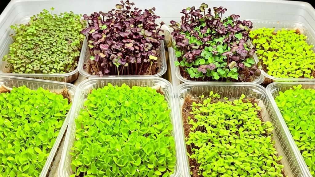 Close-up of fresh microgreens growing in a tray with young green sprouts.